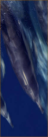 delfin