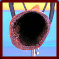 Djalurosso campana